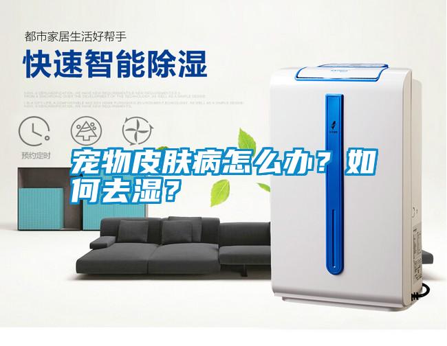 寵物皮膚病怎么辦?如何去濕?