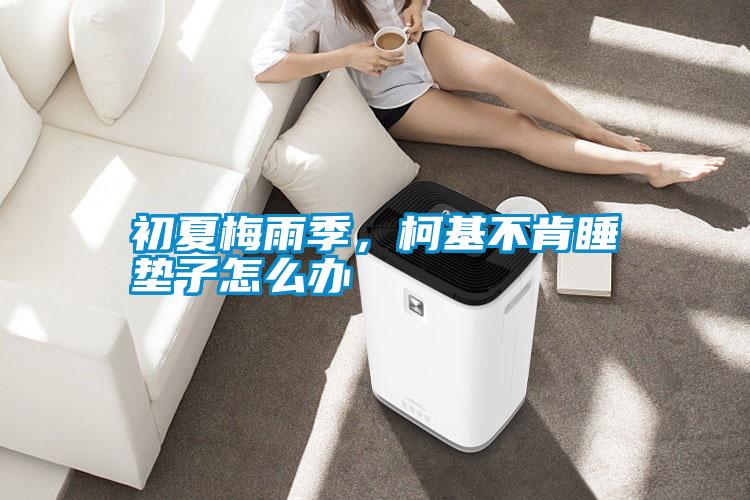 初夏梅雨季,柯基不肯睡墊子怎么辦