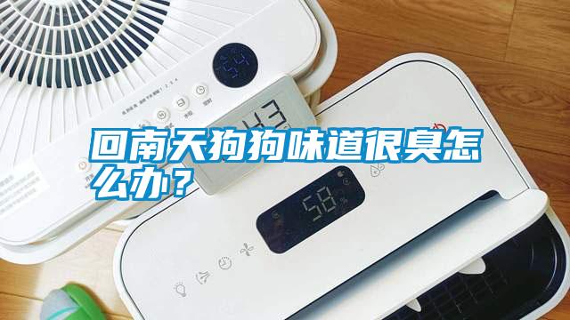 回南天狗狗味道很臭怎么辦?