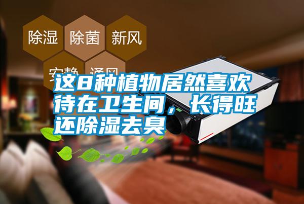 這8種植物居然喜歡待在衛(wèi)生間,長得旺還除濕去臭