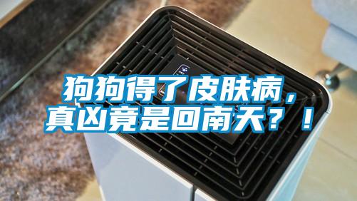 狗狗得了皮膚病，真兇竟是回南天？！