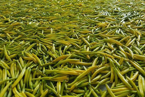 無硫金針菜烘干如何保持品相?不發(fā)黑?